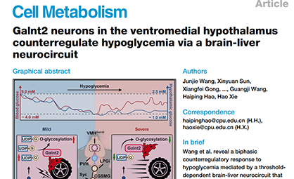 Cell Metabolism封面文章：下丘腦室旁核 Galnt2 神經(jīng)元通過腦-肝神經(jīng)回路代償?shù)脱牵ㄣ懱┘研呕铙w腦化學技術(shù)提供核心數(shù)據(jù)支撐）